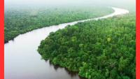 এবারও বুক চিতিয়ে উপকূলকে রক্ষা করল সুন্দরবন
